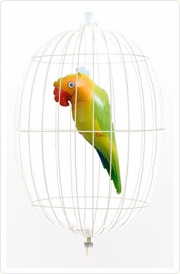 Loro Verde Enjaulado