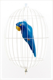 Loro Azul Enjaulado