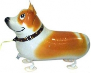 Perro Gorgi de Paseo