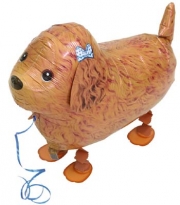 Perro Caniche de Paseo